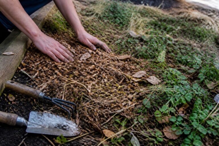 10 Cheap Ways To Cover Dirt In Backyard That Transform Your Space Fast