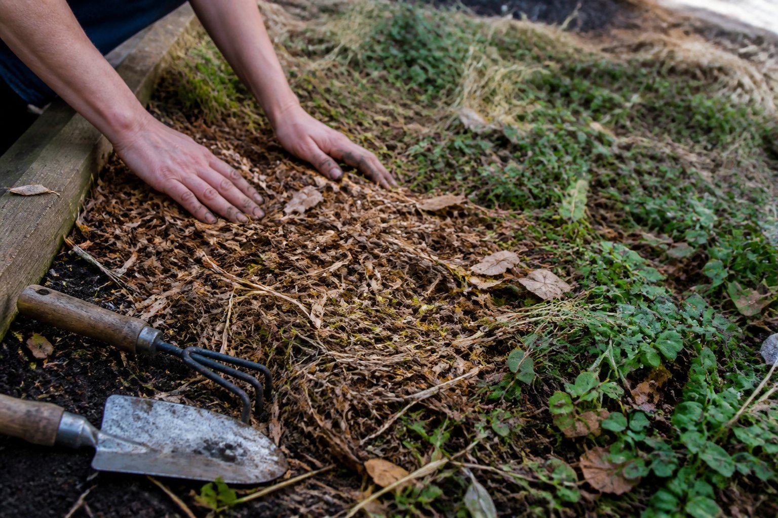 A backyard scene showing soil partially covered with wood chips, straw, and ground cover plants, with gardening tools and hands spreading mulch.