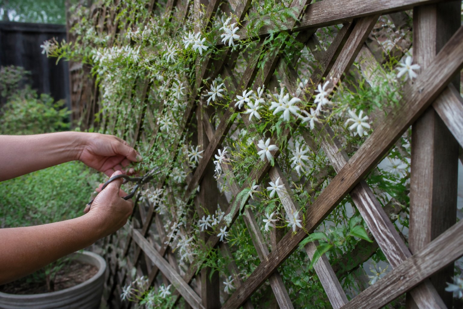 A wooden lattice trellis with climbing jasmine vines in a backyard, with gardening tools and hands tending the plants.